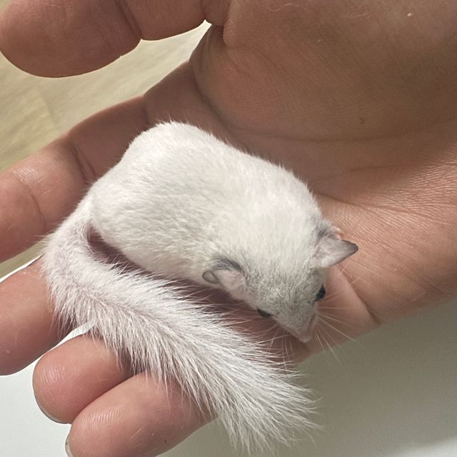 하이 화이트 루시스틱