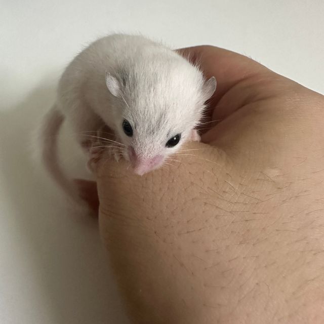 하이 화이트 루시스틱