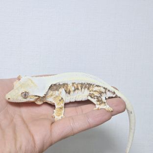 라일리