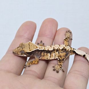 노멀 트라이 익스트림할리퀸