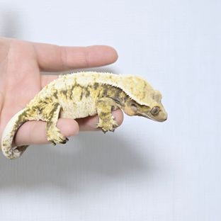 엘리
