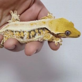 헤라