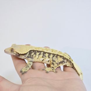 라디