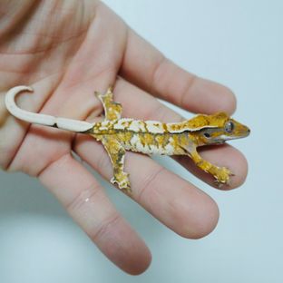 노멀 트라이 익스트림할리퀸