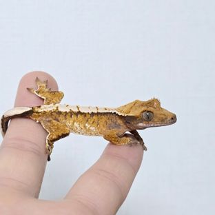 노멀 트라이 화이트스팟