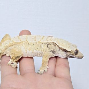 하리