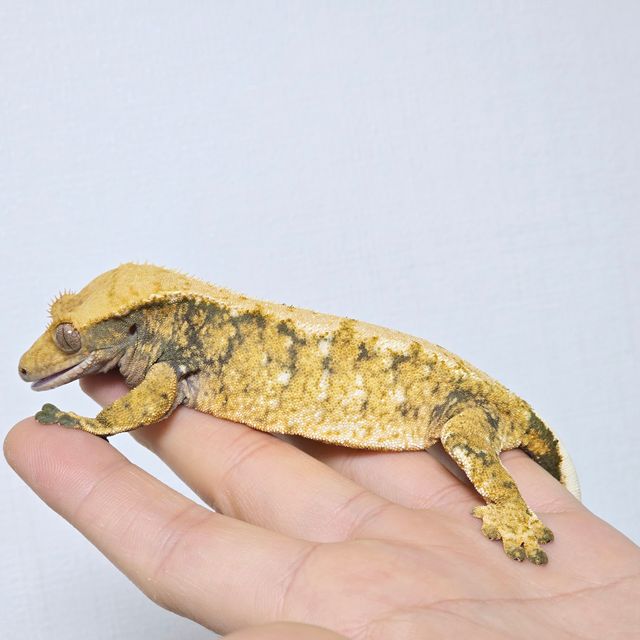 노멀 트라이