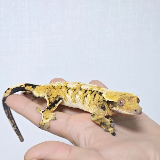 노멀 트라이 익스트림할리퀸