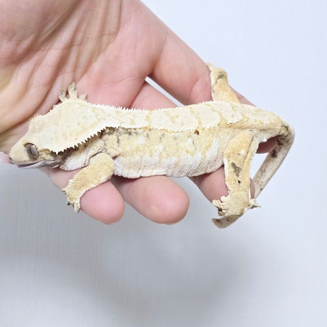 트라이