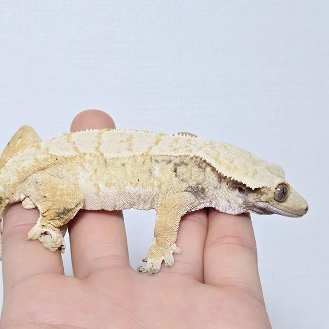 트라이