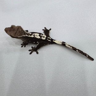 아잔틱