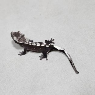 아잔틱