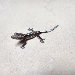 아잔틱
