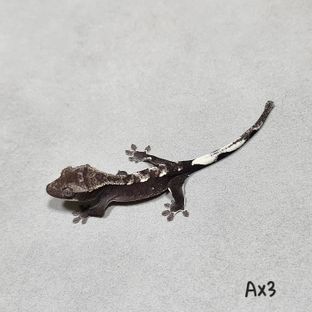 아잔틱