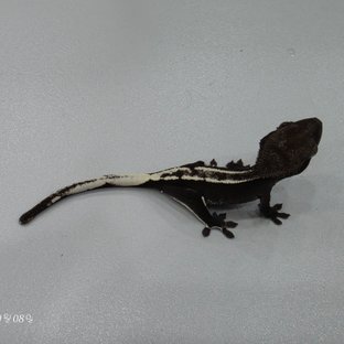 아잔틱