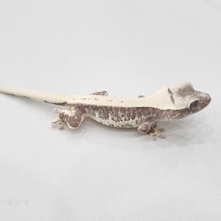 릴잔틱
