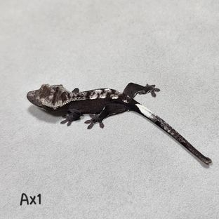 아잔틱