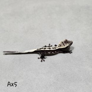 아잔틱