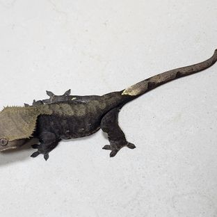 챠콜 알티