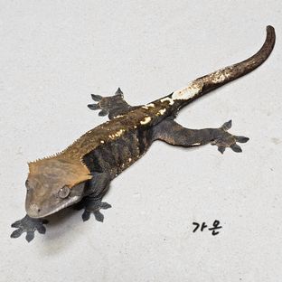 가온