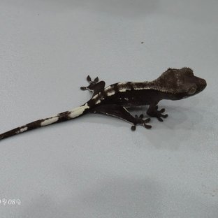 아잔틱