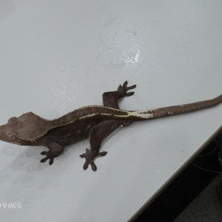 아잔틱