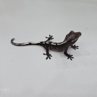 아잔틱