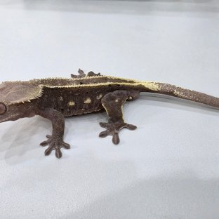 아잔틱 풀핀