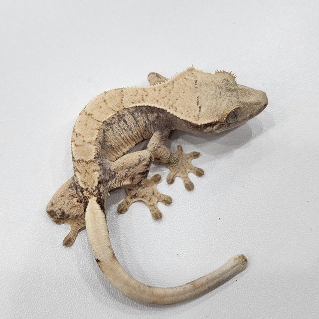 노멀 드리피 화이트스팟