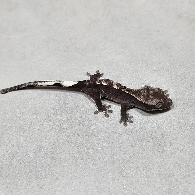 아잔틱