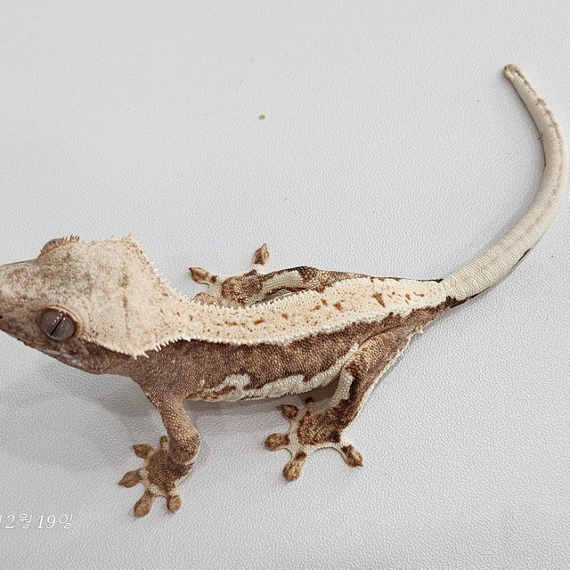 릴리100%헷아잔틱