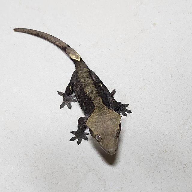 챠콜 알티