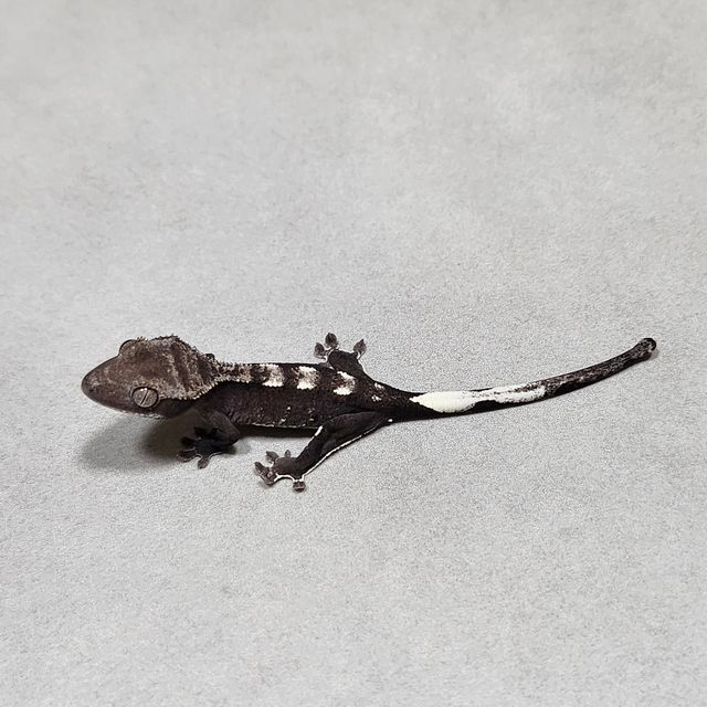 아잔틱
