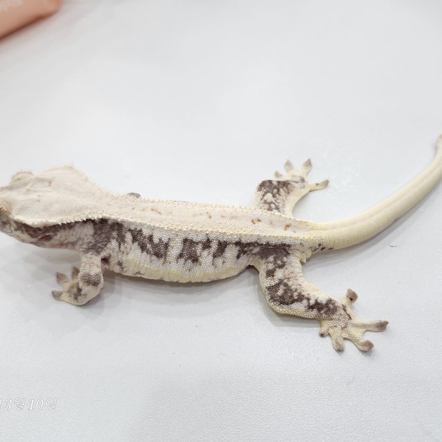 릴리100%헷아잔틱