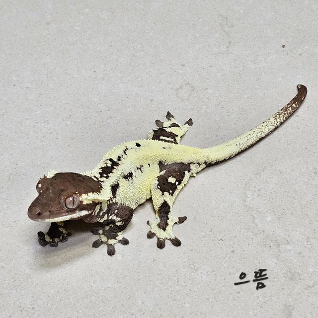 프라푸치노