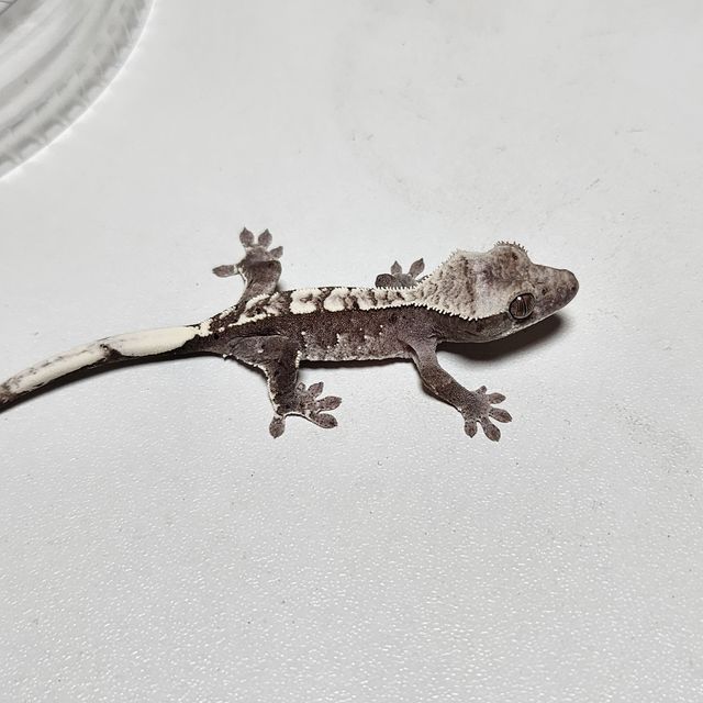 아잔틱