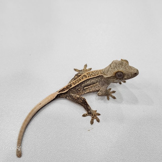 100%헷아잔틱 쿼드