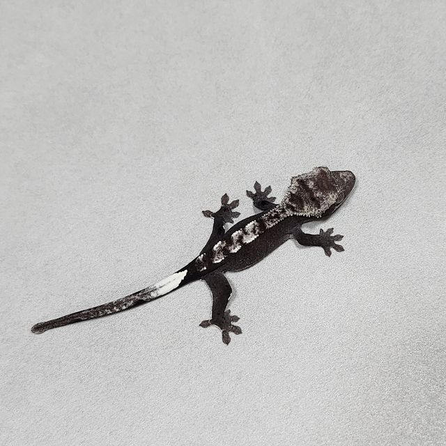 아잔틱