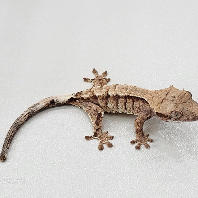 카푸치노 트라이