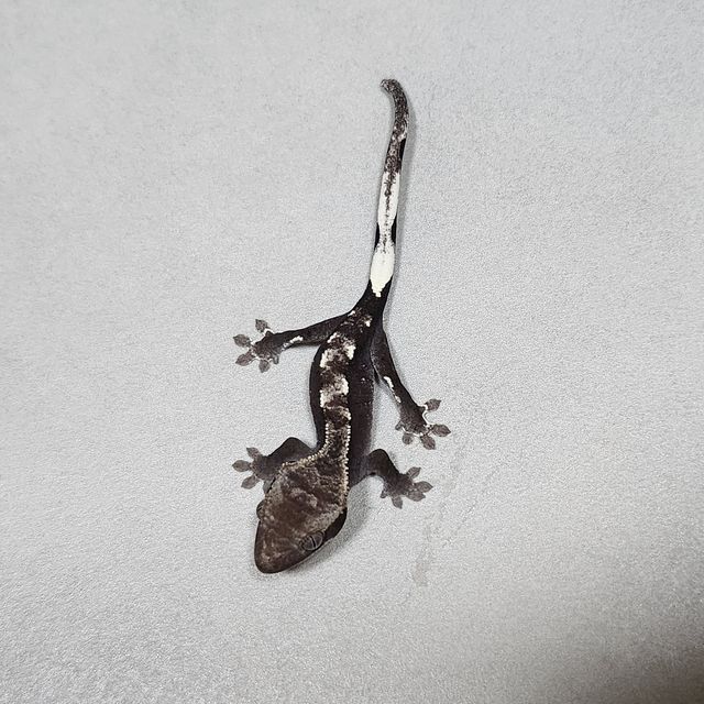 아잔틱