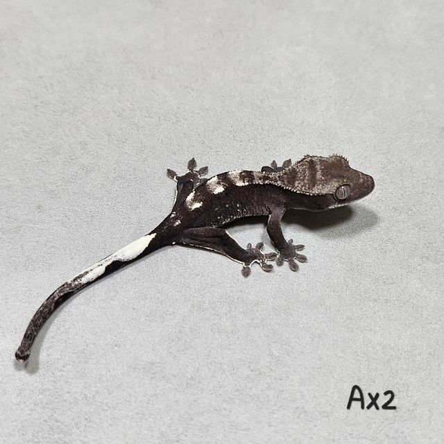 아잔틱