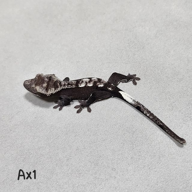 아잔틱