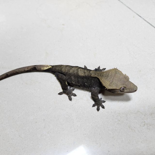 챠콜 알티