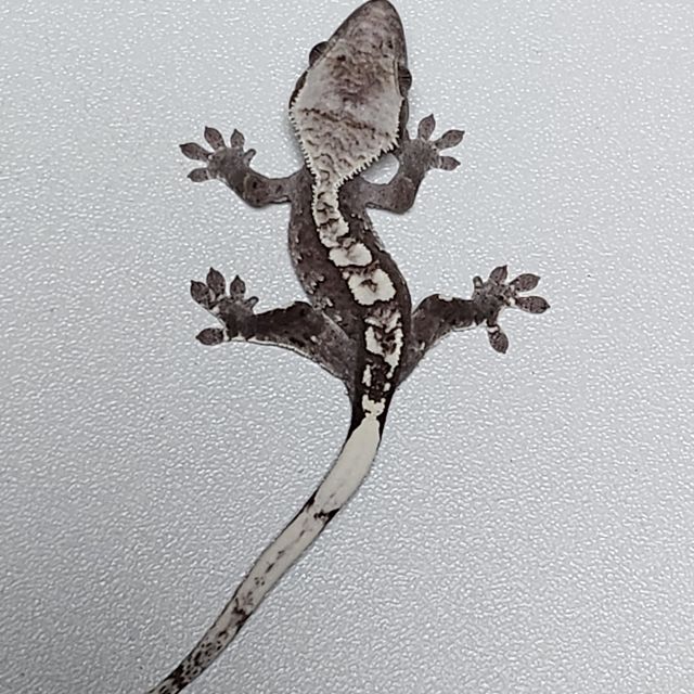 아잔틱