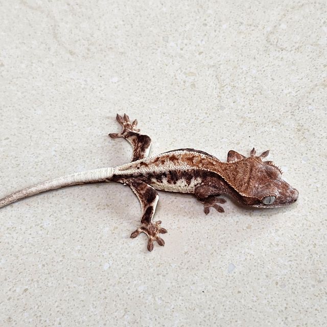 프라푸치노