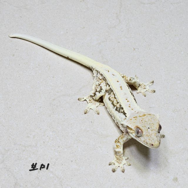 릴리화이트