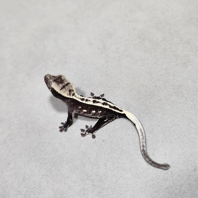 아잔틱