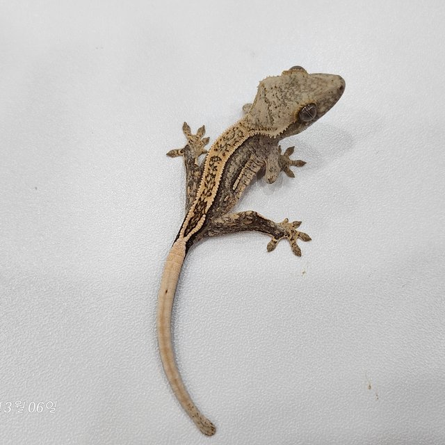 100%헷아잔틱 쿼드