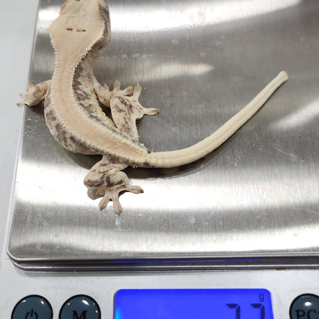 릴리100%헷아잔틱 솔리드백