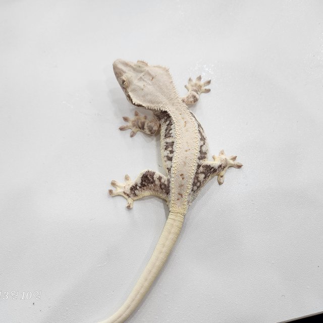 릴리100%헷아잔틱